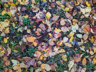 fallen and colorful autumn leaves in the forest.