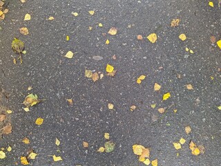 Fototapeta premium fallen and colorful autumn leaves on the sidewalk in the park after the rain.