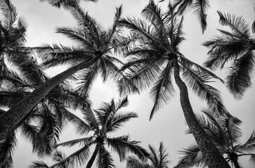 Fototapeta na wymiar Vertical Silhouette of Coconut Palm Trees in Black and White.