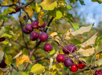 Dark red apples in a branch