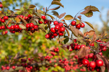Cherry apple in a branch with blue sky in background