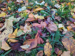 fallen and colorful autumn leaves in the forest.