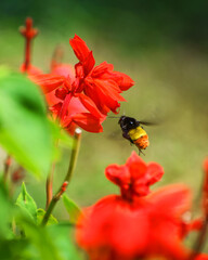 bee on flower