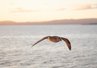 seagulls flying at sunset in the coast of Svalbard islands, Norway