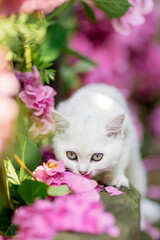 Britisch Kurzhaar Katze im Garten mit Hortensie im Sommer