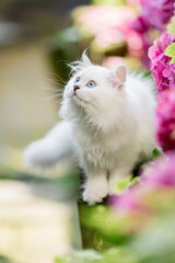 Naklejka na ściany i meble Katze im Garten mit Hortensie im Sommer