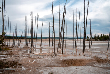 View of dead trees on geothermal landscape. Hot springs at Yellowstone national park with cloudy sky in background. Famous tourist attraction in beautiful valley.
