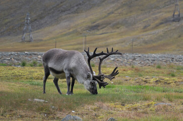 reindeer eating grass in a green field in Longyearbyen, Svalbard Islands (Norway)