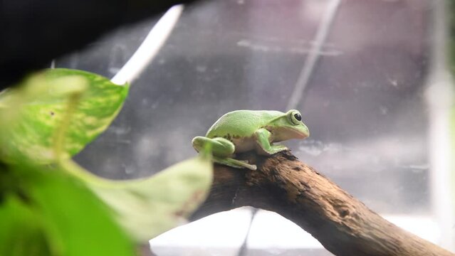 Small green Australian green tree frog (Ranoidea caerulea) sits on wooden branch in glass terrarium. Selective focus. Real time video. Exotic pets theme.