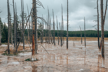 Dead trees amidst geothermal landscape with cloudy sky in background. Woodland in muddy water of Fountain Paint Pots at Yellowstone national park. Famous tourist sightseeing in valley.