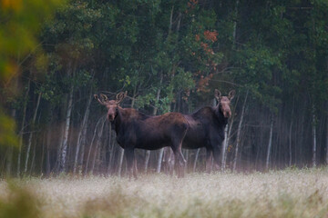 Bull moose and cow moose in a field 