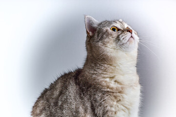 Gray cat looks up with curiosity