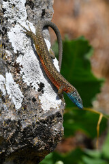 Naklejka na ściany i meble Pracht-Kieleidechse // Blue-throated Keeled Lizard (Algyroides nigropunctatus) - Prespa Nationalpark, Griechenland