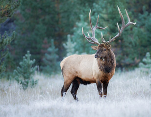a three quarter view of an elk with its head turned