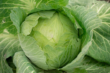 Fototapeta premium green head of cabbage, close-up, autumn harvest