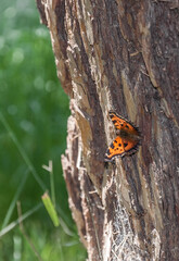 Orange butterfly on the tree and green grass.