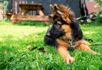 german shepherd dog