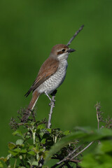 Red-backed Shrike - female // Neuntöter - Weibchen (Lanius collurio)