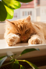 Fototapeta na wymiar Red cat lying on window sill in daylight near the white heater. Orange furry cat at home. Ginger cat is sleeping and resting. Comfort home zone. Domestic pets