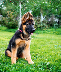 german shepherd dog