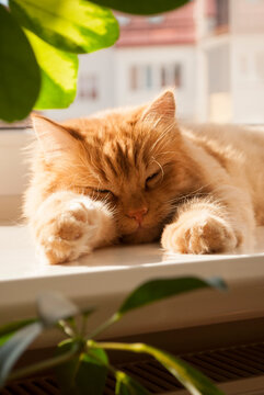 Red cat lying on window sill in daylight near the white heater. Orange furry cat at home. Ginger cat is sleeping and resting. Comfort home zone. Domestic pets
