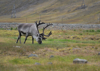 reindeer eating grass in a green field in Longyearbyen, Svalbard Islands (Norway)