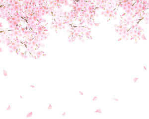 Obraz na płótnie Canvas 美しく華やかな満開のピンク色の桜のアーチと花びら舞い上がる春の白バックフレームベクター素材イラスト
