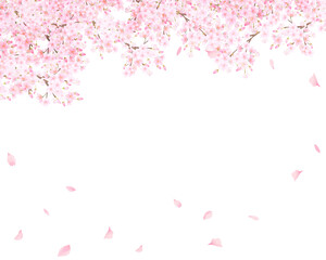 美しく華やかな満開のピンク色の桜のアーチと花びら舞い上がる春の白バックフレームベクター素材イラスト