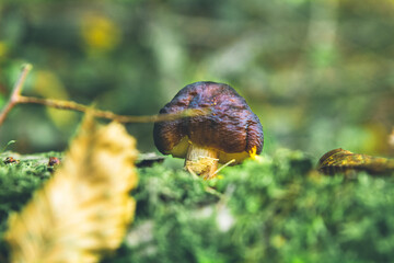Brown mushroom on the green background. 