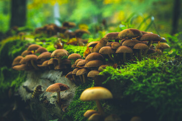 Group of wild brown fungi growing on the mossy tree trunk. Closeup.