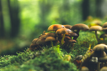 Group of wild brown mushrooms growing on the moss, closeup. 