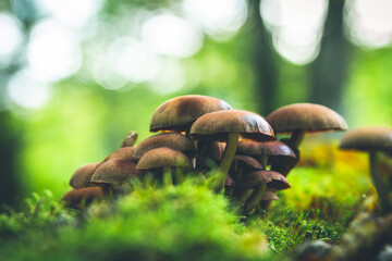 Group of wild brown mushrooms growing on the moss, closeup. 