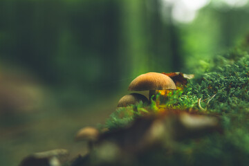 Brown fungi growing on the moss. Green background. 