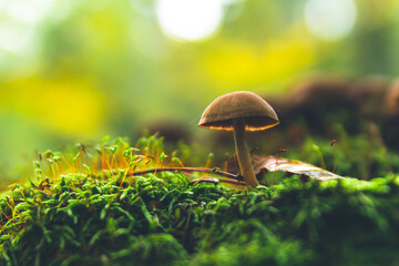 Lonely brown fungus on the moss. Green background. 