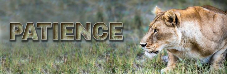 Lion character concept with inspiring motivational power words - strength pride courage bravery