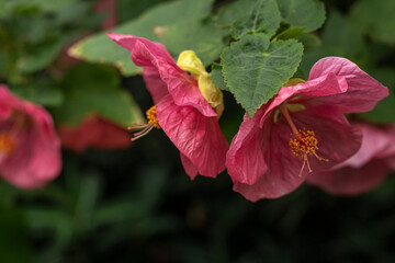 redvein abutilon or Abutilon pictum, disputed, red vein Indian mallow, Chinese-lantern