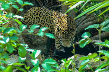 Jaguar y Jaguar Negro en la selva de México © Inshots