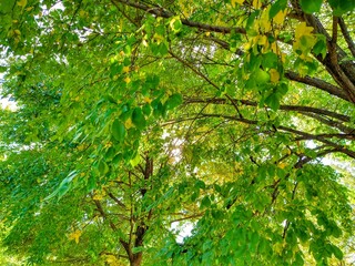 Sunlit Green and Golden Autumn Tree Leaves