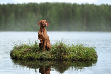 Beautiful Hungarian Vizsla dog. Hungarian Vizsla on the lake