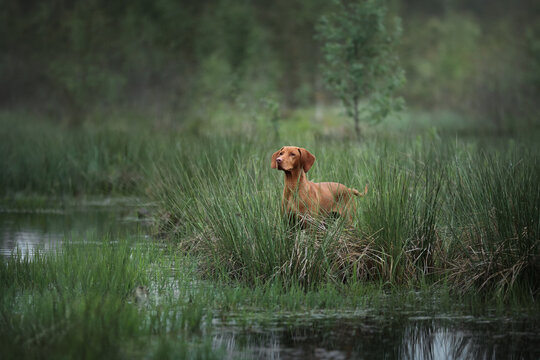 Beautiful Hungarian Vizsla dog. Hungarian vizsla in the swamp