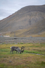 reindeer eating grass in a green field in Longyearbyen, Svalbard Islands (Norway)