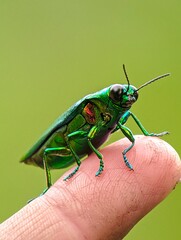 Green Shield Bug Perched on a finger 