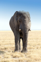 Obraz na płótnie Canvas Wonderful view of elephant in park