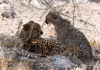 A view of cheeta with cubs