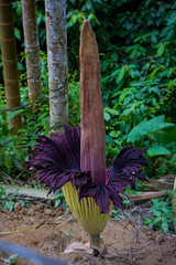 Amorphophallus titanum, the titan arum, is a flowering plant in the family Araceae. It has the...
