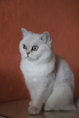 A white Scottish silver chinchilla cat sits on a white coffee table against a dark terracotta wall.