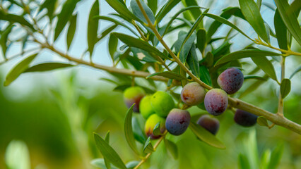 olives on a tree