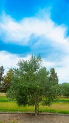 Fototapeta na wymiar landscape with olive trees and sky