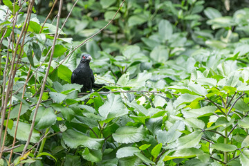 An Asian Koel hiding in leafs