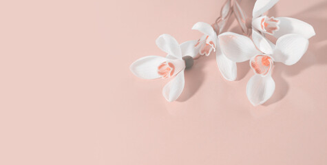 Spring smoke white snowdrop flower on light beige background. Soft focus.Pastel color tone.